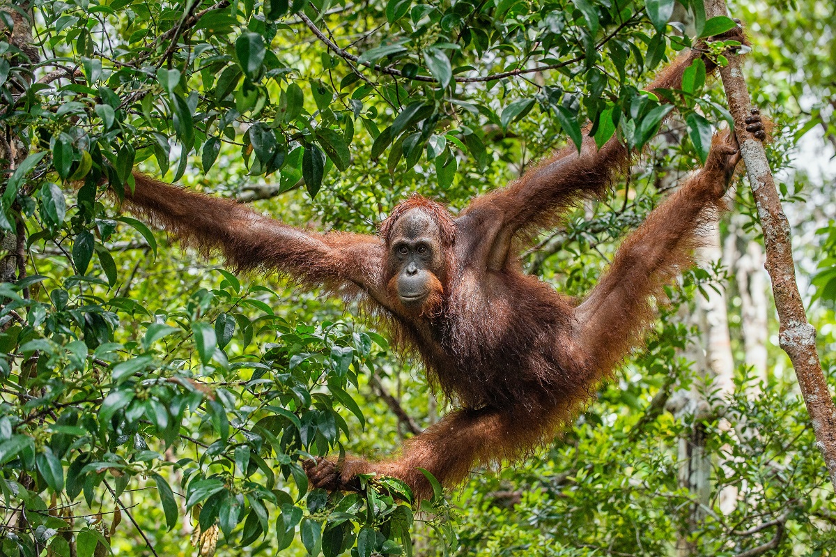 Keberhasilan Program Reintroduksi Orangutan: Kembalinya Primata Terancam ke Alam Liar